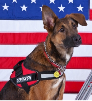 July 4th Safety Tips for your Dogs - Paws for Life USA