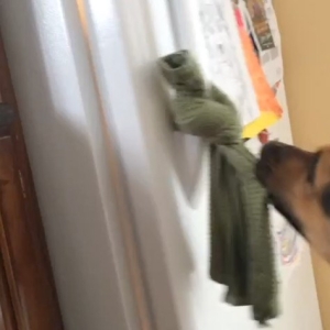 Videos we like |Dog Opening Refrig-Animals Deserve Better|Paws for LIfe Atlanta Georgia
