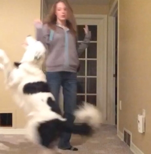 Video we like|Dog Dancing|Animals Deserve Better|Paws for Life Atlanta Georgia Service Dog Training