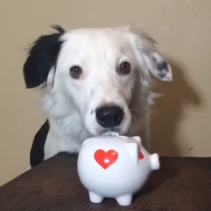 We Like This Video|Animals Deserve Better|Paws for Life| Atlanta Georgia Dog Training