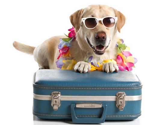 Traveling With your Pet Dog Paws for Life USA
