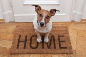 Animals Deserve Better Tips on Living with a Pet Dog