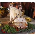 Turkey is not good for dogs on Thanksgiving