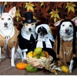 Thanksgiving Holiday Dangers to Avoid with your Dog| Animals Deserve Better|Paws for Life