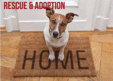 Home - Animals Deserve Better |Paws for Life