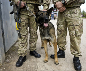 Look into Adopting a Retired Military, Police or Working Dog 