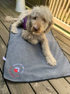 Dog lying on floor mat